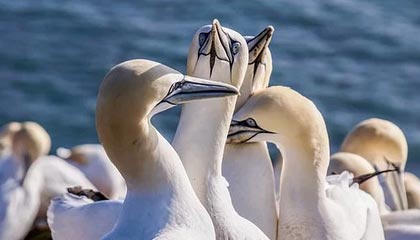 开云kaiyun-雷霆替补中锋表现稳定有望获得更多出场时间，雷霆选中的球员