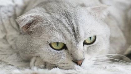 开云kaiyun-雷霆替补中锋表现稳定有望获得更多出场时间，雷霆选中的球员