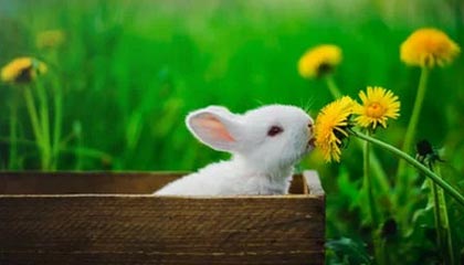 开云kaiyun-雷霆替补中锋表现稳定有望获得更多出场时间，雷霆选中的球员